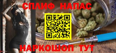 стаф Гай